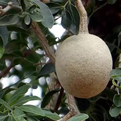 Kavath Fruit Seeds Wood Apple Tree variety for home garden planting