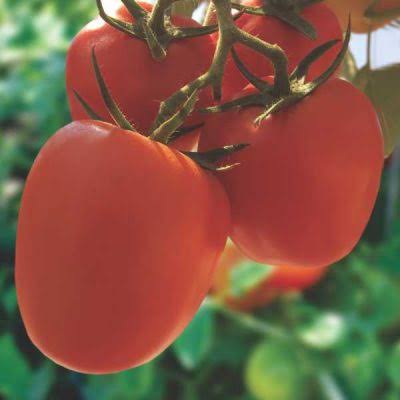 Square Round Tomato Seeds Kharif variety for home garden planting