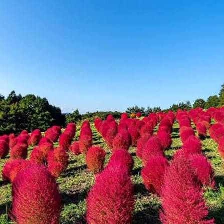 Kochia Burning Bush flower seeds for planting