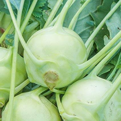 Kohlrabi Seeds classic garden vegetable variety for home planting