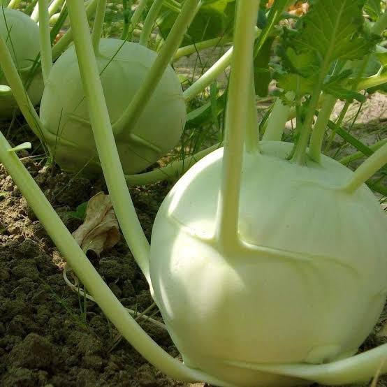 Kohlrabi Seeds classic garden vegetable variety for home planting