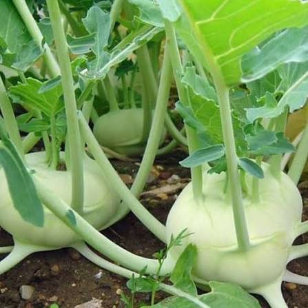 Kohlrabi Seeds classic garden vegetable variety for home planting