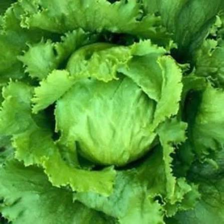 Lettuce Sativa Batavia Vegetable Microgreen Seeds with fresh green lettuce microgreens