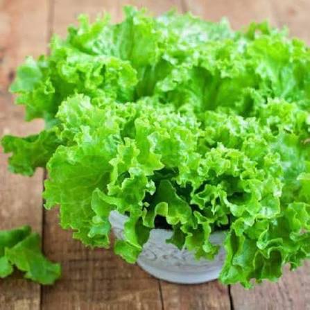 Lettuce Sativa Lollo Rossa Vegetable Microgreen Seeds with frilly reddish green lettuce microgreens
