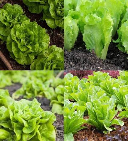 Lettuce Sativa Romaine Vegetable Microgreen Seeds with fresh elongated green romaine lettuce microgreens