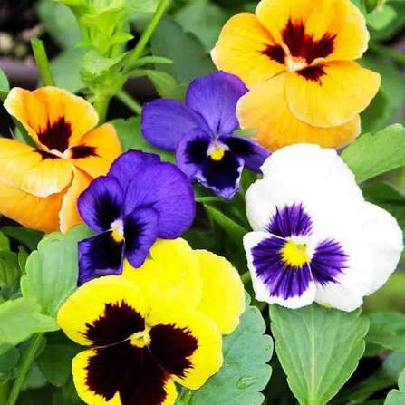 Pansy Wittrock Swiss Giant Mix Flower Seeds with large colorful blooms