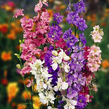 Delphinium Consolida Imperial Mixed Larkspur flower seeds for planting