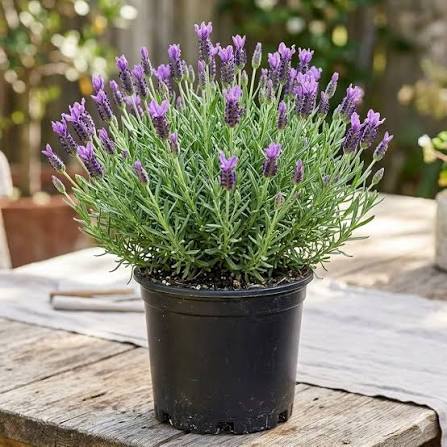 Lavender Herb Microgreen Seeds with delicate aromatic green lavender microgreens
