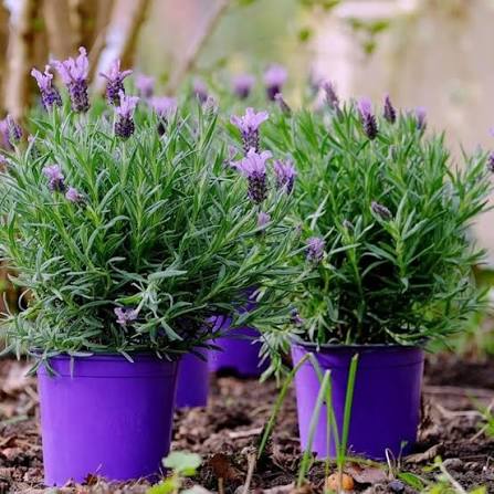 Lavender Herb Microgreen Seeds with delicate aromatic green lavender microgreens