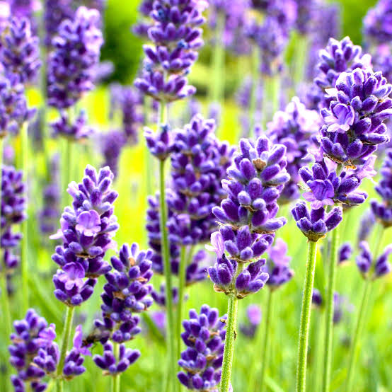 Lavender Herb Microgreen Seeds with delicate aromatic green lavender microgreens