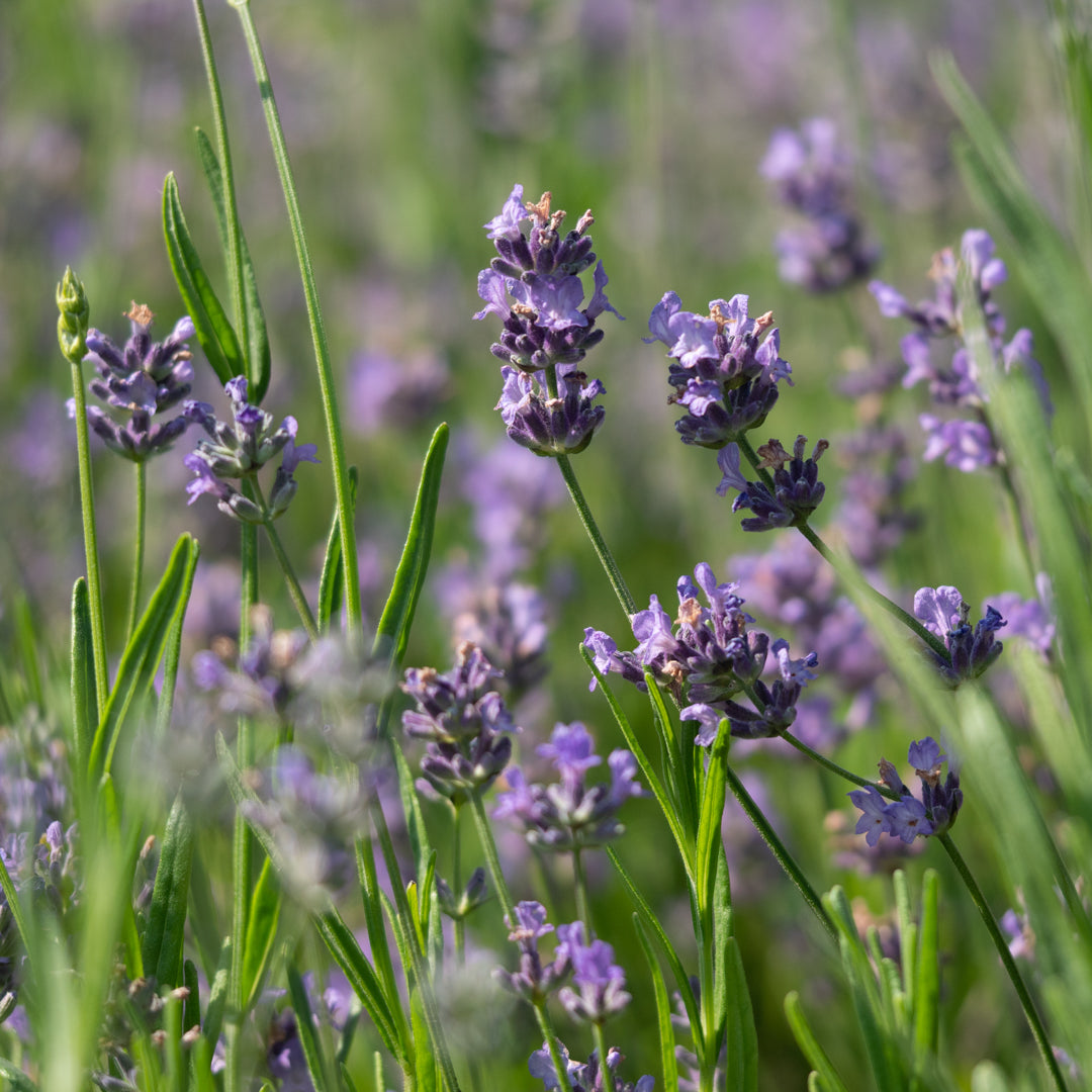 Lavender Herb English Herb Seeds for Planting