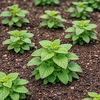 Lemon Balm Herb Microgreen Seeds with fresh green lemon balm microgreens