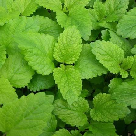 Lemon Balm Herb Microgreen Seeds with fresh green lemon balm microgreens