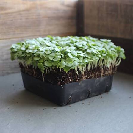 Basil Lemon herb microgreen seeds for growing fresh aromatic lemon basil greens