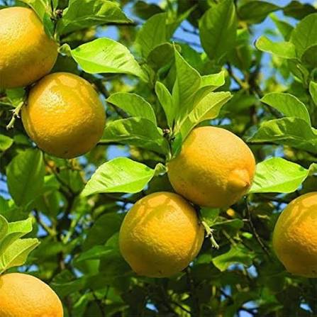Lemon Tree Seeds Nimboo citrus variety for home garden planting