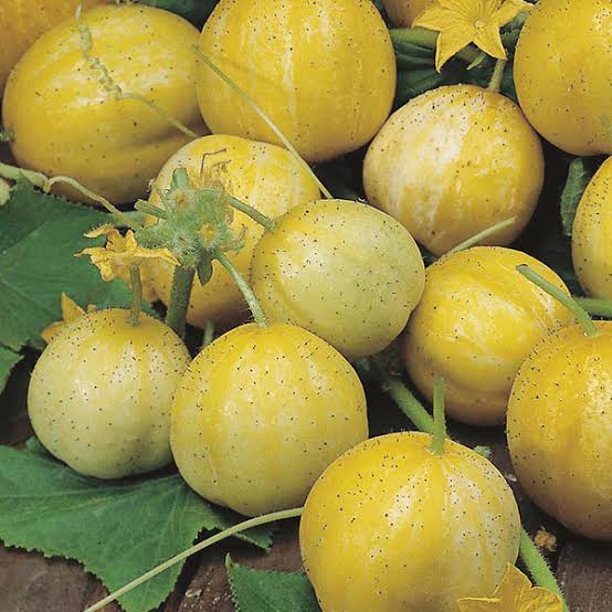 Organic Lemon Cucumber Seeds for growing heirloom round yellow cucumbers