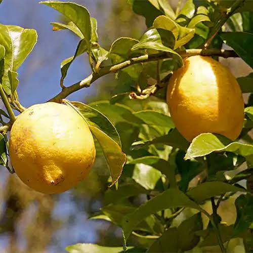 Lemon Tree Seeds Nimboo citrus variety for home garden planting