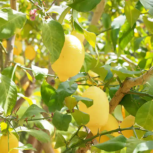 Lemon Tree Seeds Nimboo citrus variety for home garden planting