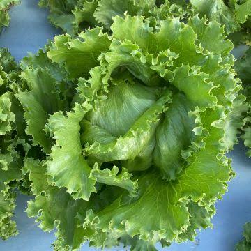 Lettuce Sativa Batavia Vegetable Microgreen Seeds with fresh green lettuce microgreens