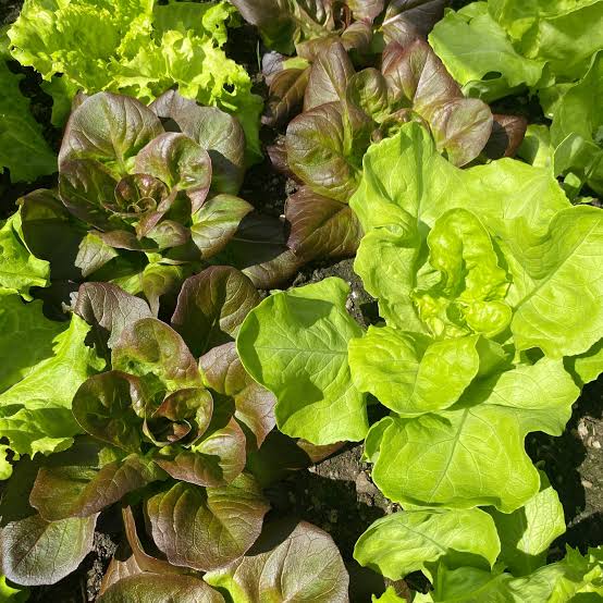 Lettuce Sativa Iceberg Vegetable Microgreen Seeds with fresh light green lettuce microgreens