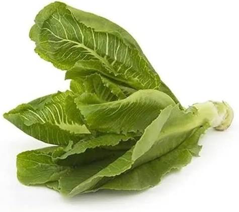 Lettuce Sativa Romaine Vegetable Microgreen Seeds with fresh elongated green romaine lettuce microgreens