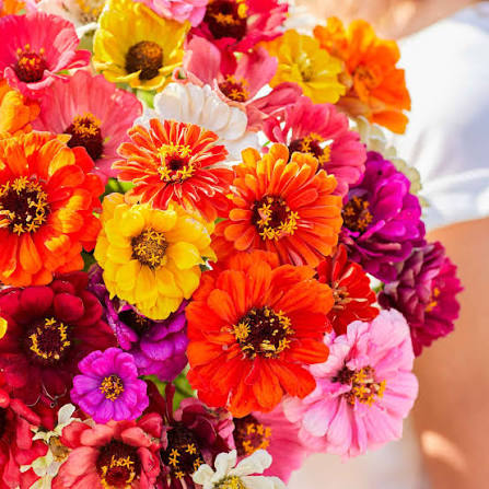 Zinnia Lilliput Mixed flower seeds producing colorful compact blooms