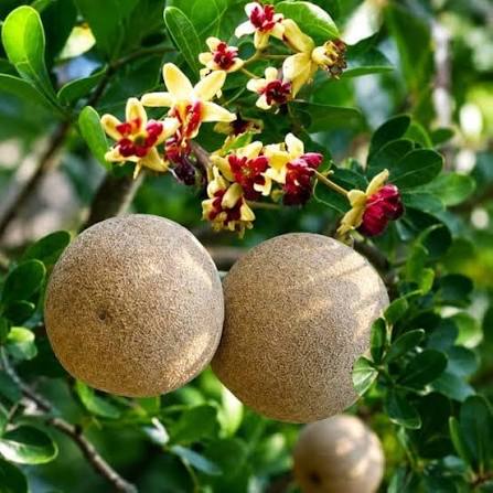Kavath Fruit Seeds Wood Apple Tree variety for home garden planting