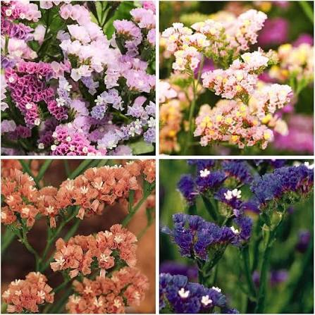 Statice Limonium Pacific Mixed Flower Seeds with colorful long-lasting blooms