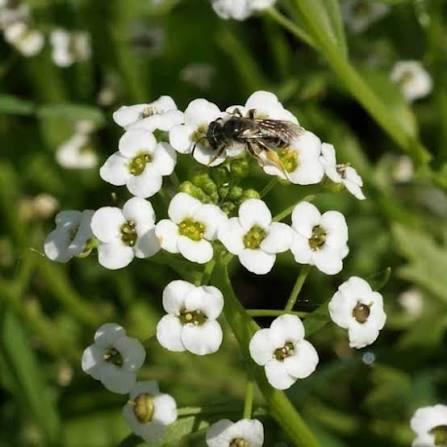 White Sweet Alyssum Lobularia maritima Benthamii flower seeds