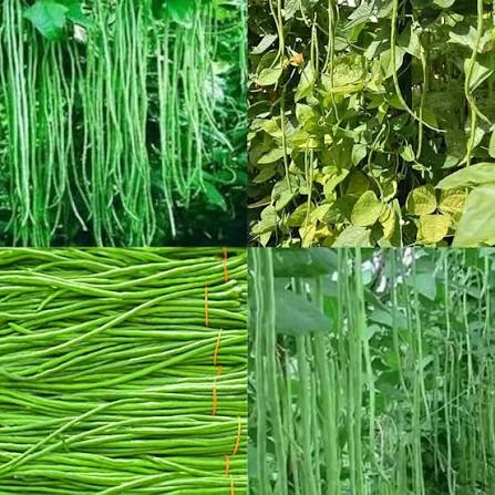 Yard Long Bean Seeds for Planting – Long Tender Bean Vegetable Seeds for Gardens