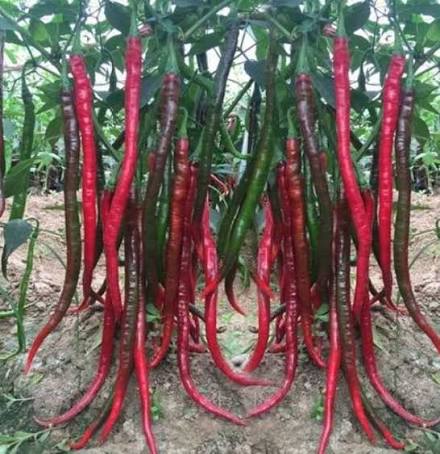 Long Kaddi Hot Pepper Seeds – Elongated Red Dry Pepper Variety