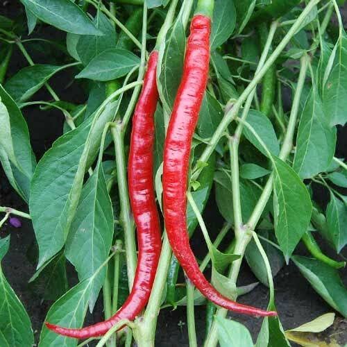 Long Kaddi Hot Pepper Seeds – Elongated Red Dry Pepper Variety
