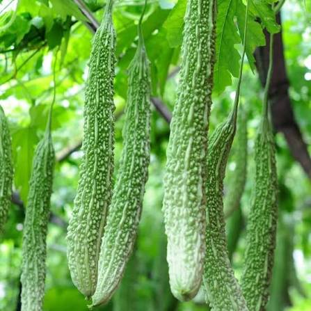 Long Bitter Gourd Seeds – Elongated Garden Vegetable Variety