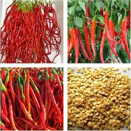 Dabbi Hot Pepper Seeds – Long Red Dry Pepper Garden Variety