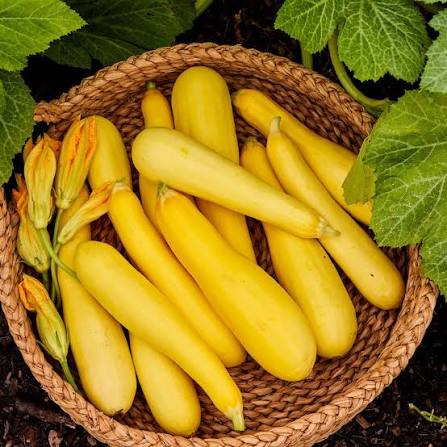 Yellow Long Squash Seeds garden vegetable variety for home planting