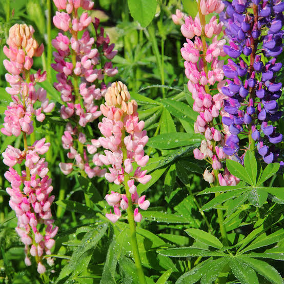 Lupinus Nanus Pixie Delight Mixed Dwarf Lupine seeds for planting