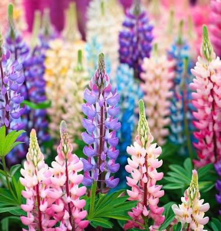 Lupinus Nanus Pixie Delight Mixed Dwarf Lupine seeds for planting