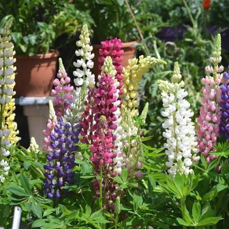 Lupinus Nanus Pixie Delight Mixed Dwarf Lupine seeds for planting