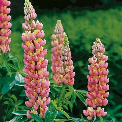 Lupinus Nanus Pixie Delight Mixed Dwarf Lupine seeds for planting