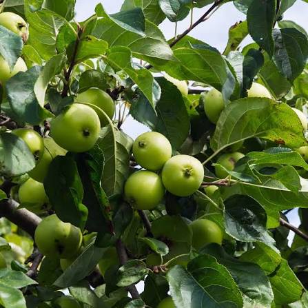Antonovka Apple Tree Seeds for growing yellow-green fruit trees with pink-white spring flowers