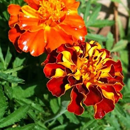 Marigold Single Mix flower seeds for planting