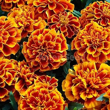 French Gulzafri Mix Marigold flower seeds for planting