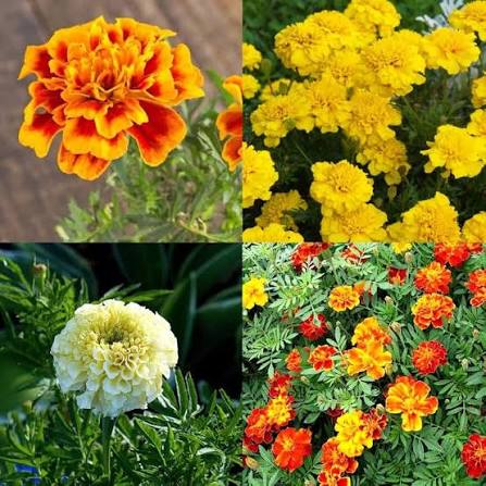 Marigold Single Mix flower seeds for planting