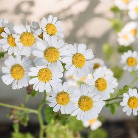 German Chamomile Herb Microgreen Seeds with delicate feathery green chamomile microgreens