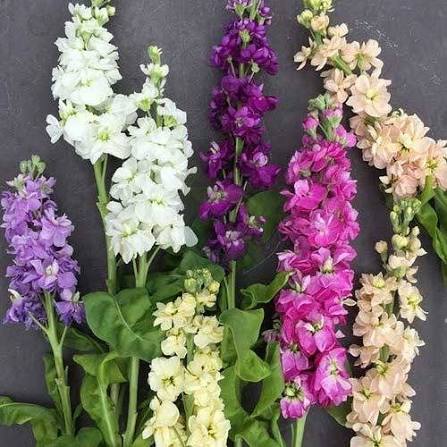 Stocks Double Dwarf Matthiola Ten Week Mixed Flower Seeds with fragrant colorful blooms