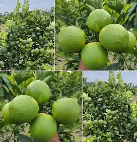 Indian Sweet Lime Seeds Citrus Limetta Mausammi variety for planting