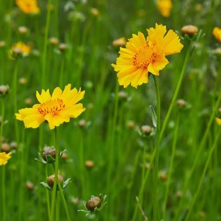 Coreopsis Lanceolata Mayfield Giants Tickseed flower seeds for planting