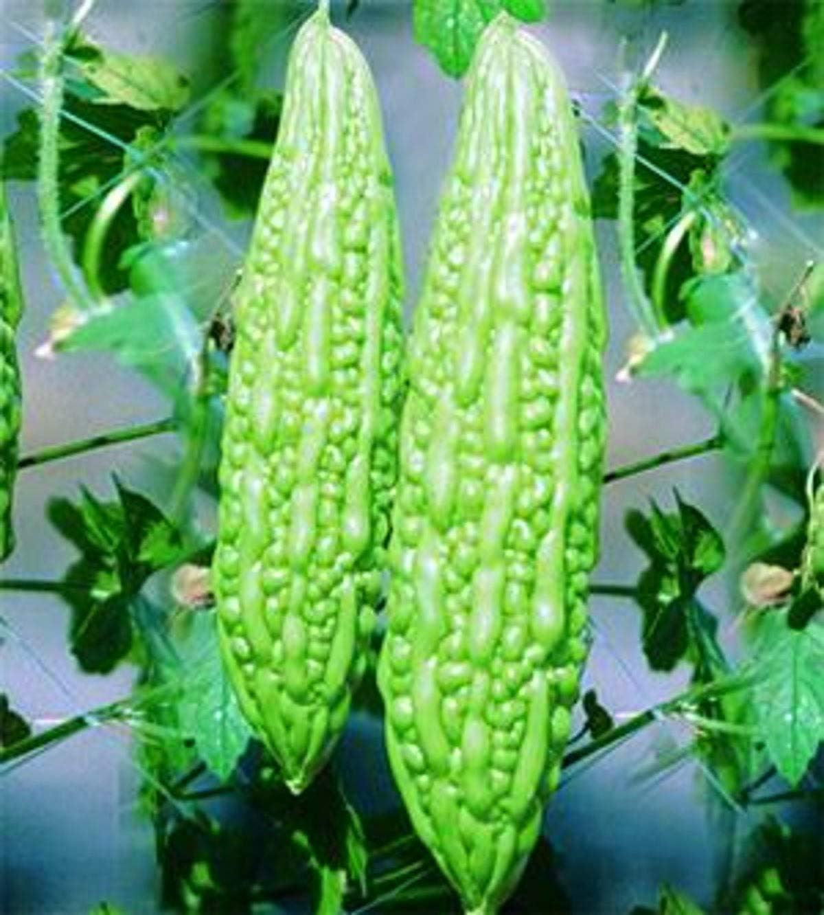 Medium Bitter Gourd Seeds – Garden Vegetable Variety for Home Growing