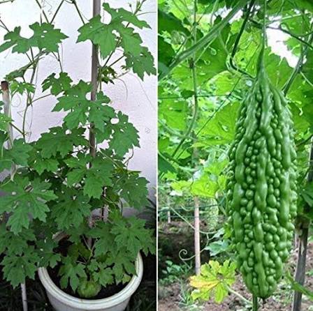 Medium Bitter Gourd Seeds – Garden Vegetable Variety for Home Growing