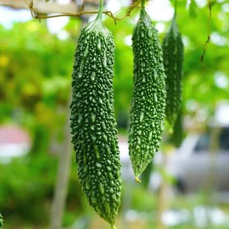 Medium Bitter Gourd Seeds – Garden Vegetable Variety for Home Growing